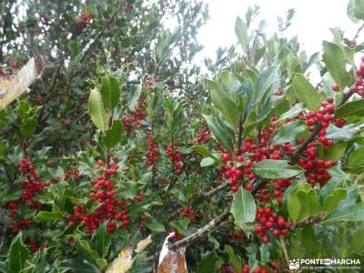 Hayedos Rioja Alavesa-Sierra de Toloño;monachil senderismo rascafria el paular monte de valdelatas a